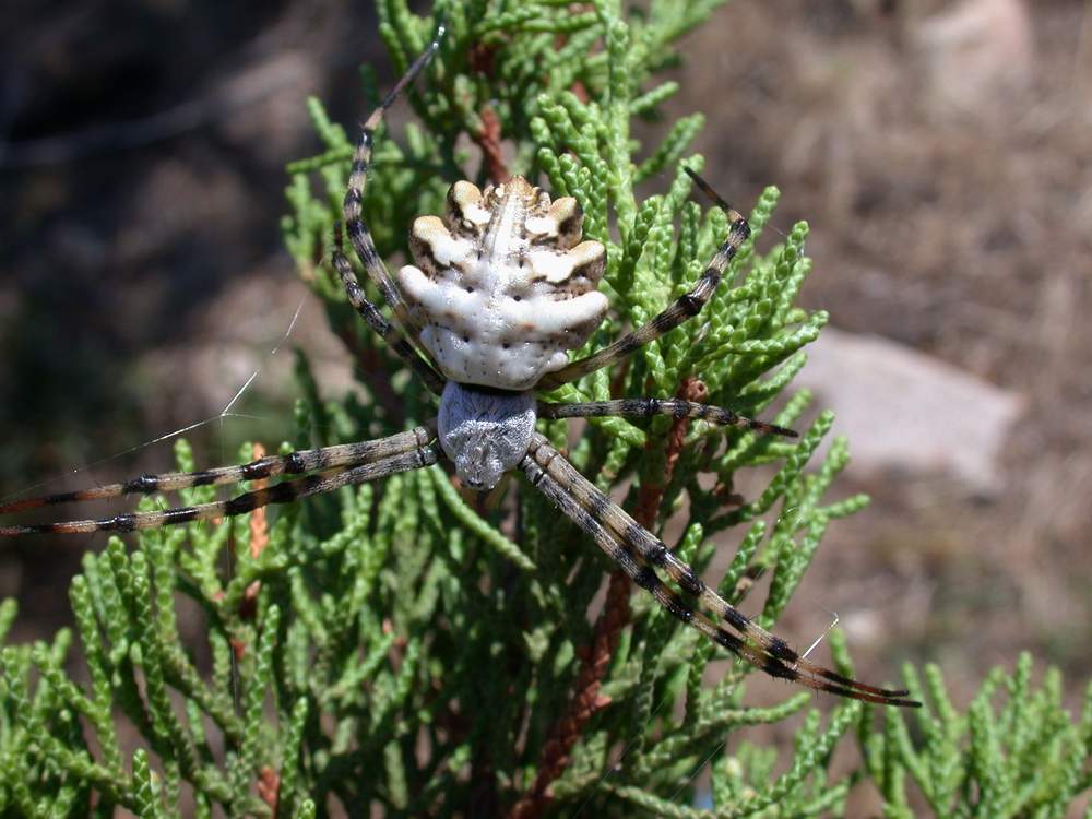ARGIOPE LOBATA